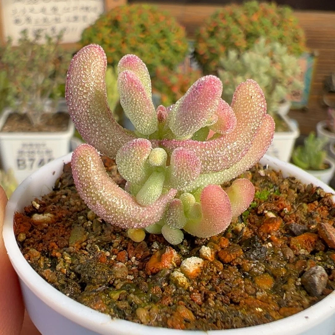 20-084枝干番杏半价福利紫闪光