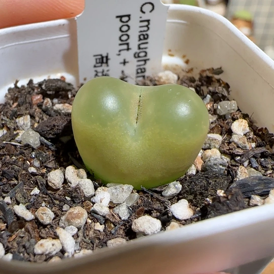 m***o肉锥多肉植物组合-1247
