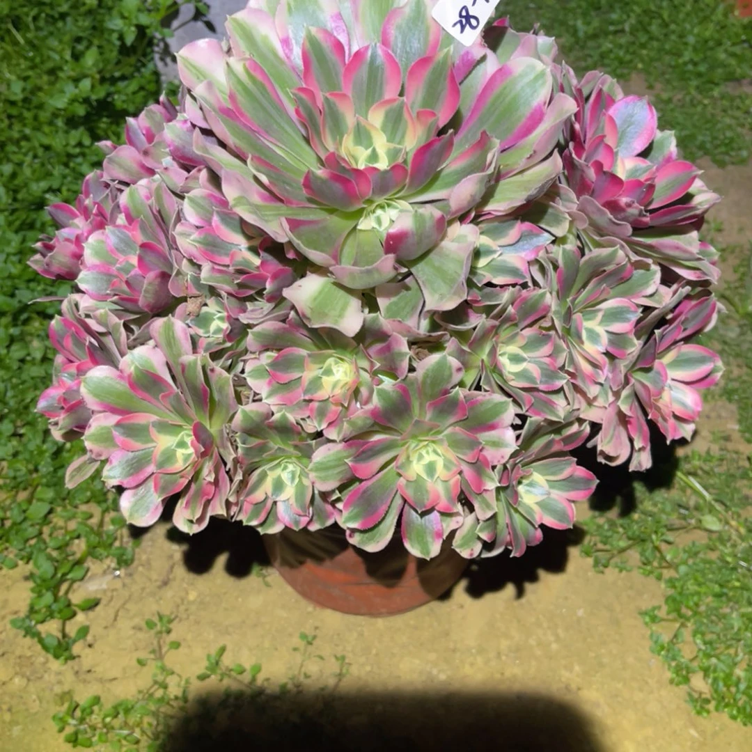 12-28-120布加迪法师锦