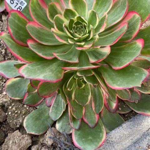 618粉花妖满25包邮多肉