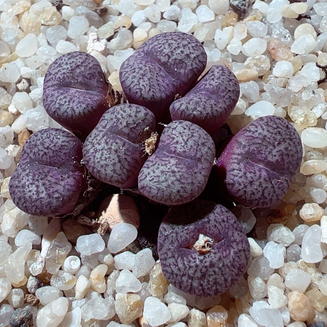 101-226多肉多肉紫密纹