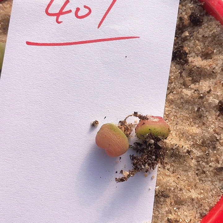 ?**u407。  两颗拉登。