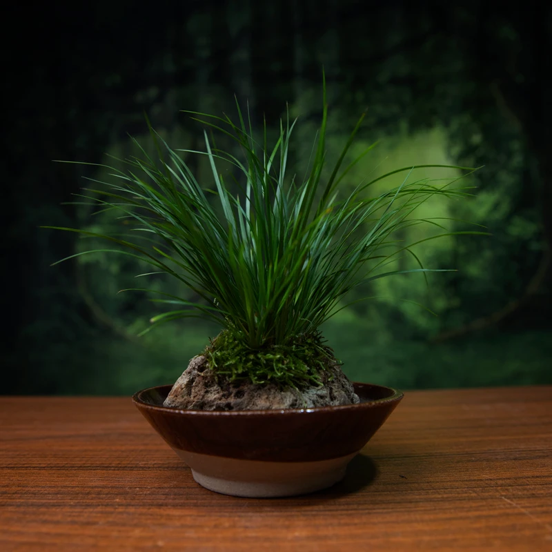 【菖蒲】吸水石菖蒲中式造景懒人养护桌面生态景观好养自吸水绿植景