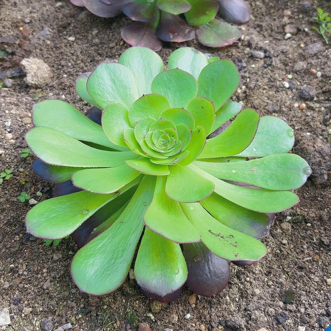 雨荷单头多肉植物六号