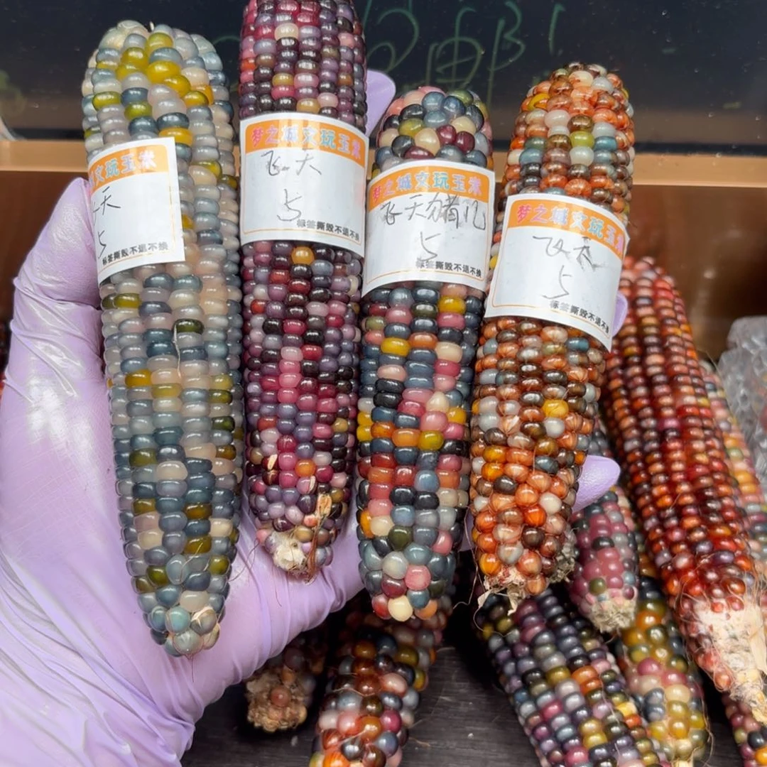 柏香籽/百香籽吊坠飞**児