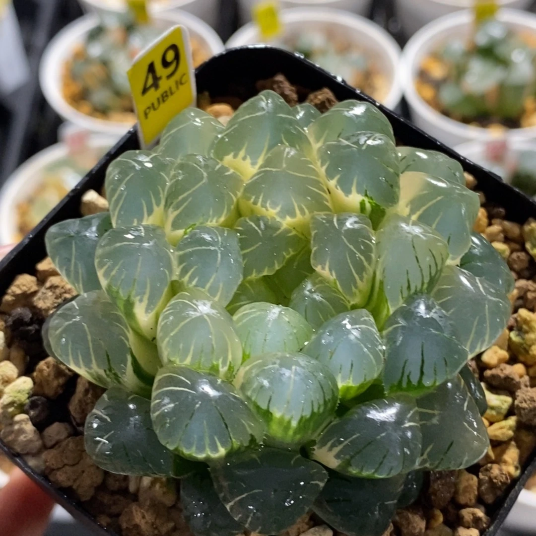 49湖斑湖水玉露锦一物一图