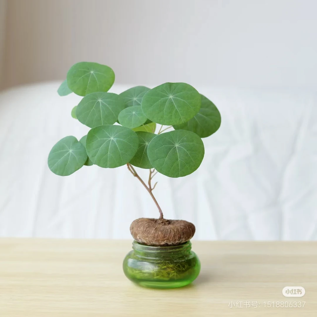 山乌龟6到10公分红藤绿植花卉植物血藤绿藤随机发微型植物盆栽