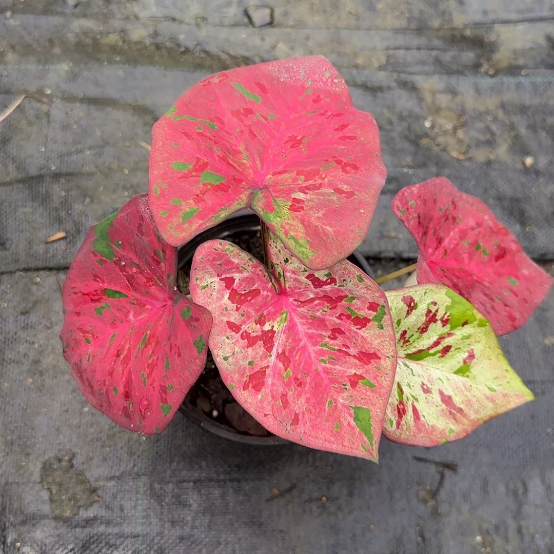 完全开放心肝杂脱土发