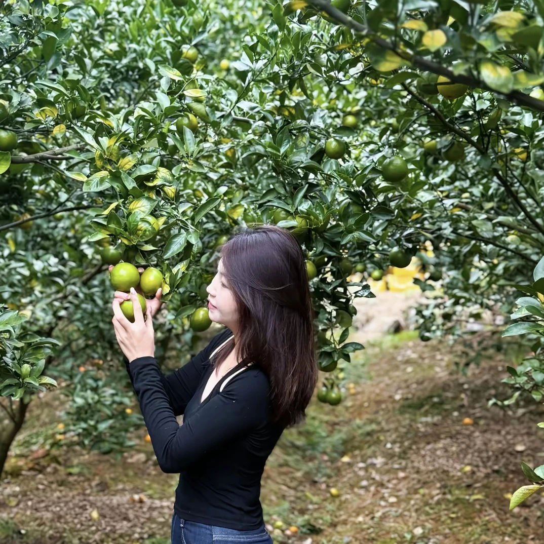 【自家果园】广东正宗德庆皇帝柑贡柑新鲜应季10斤礼盒装正宗产地