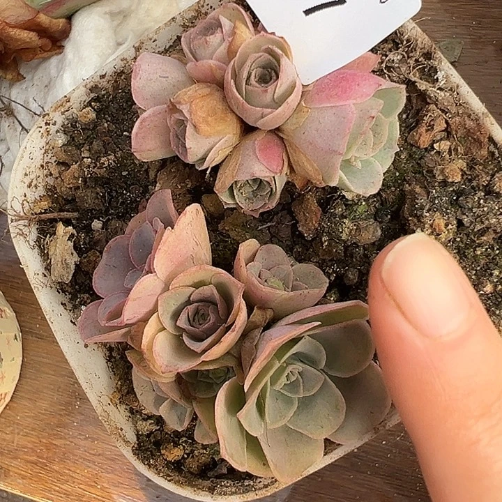 苗苗37福利特价山地玫瑰