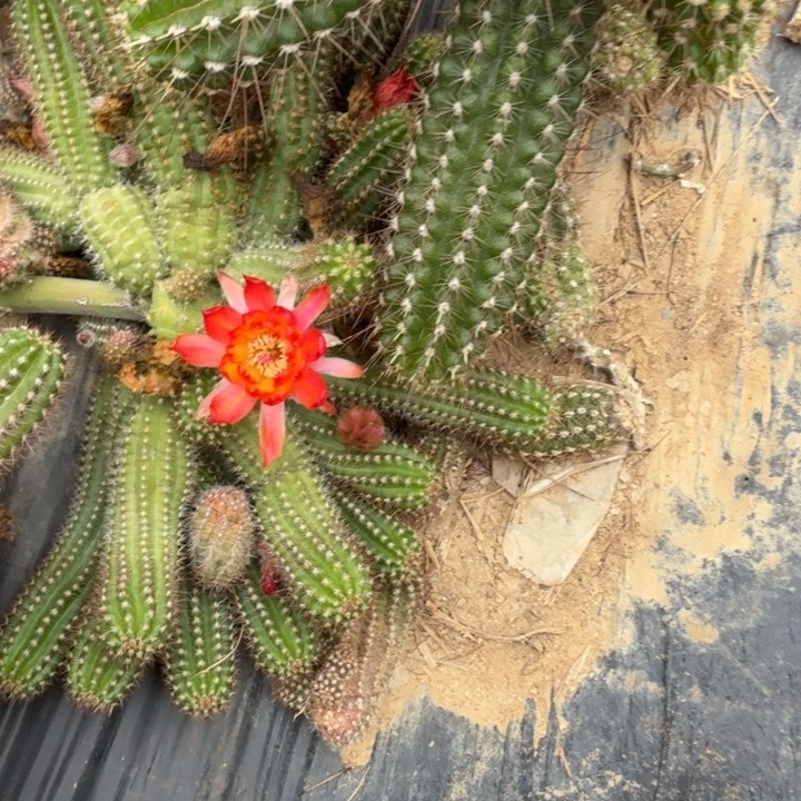 白檀仙人掌337侧芽一个