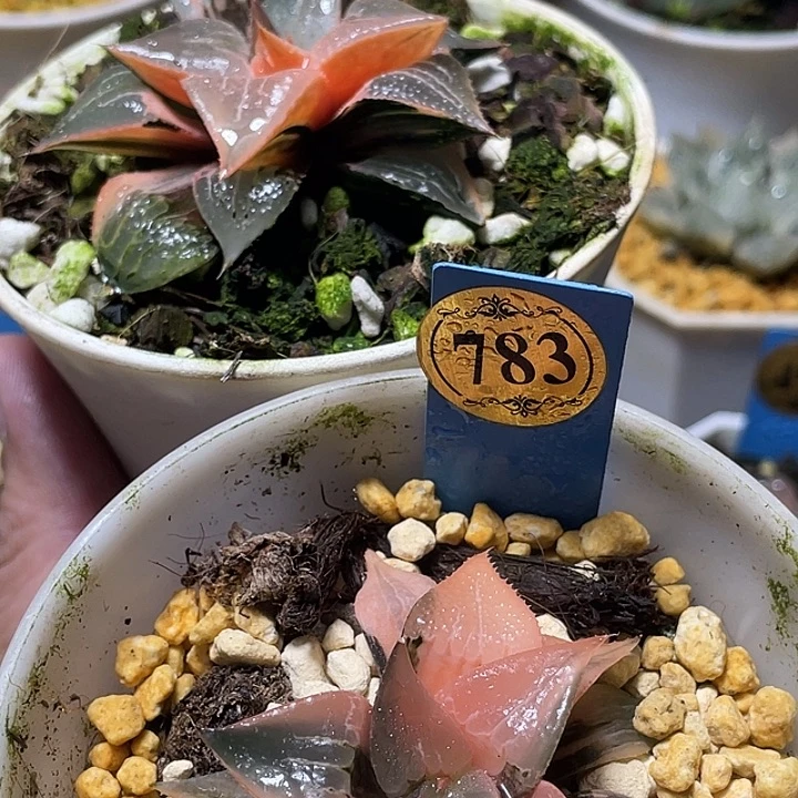 山***花598加783两个一起发货一物