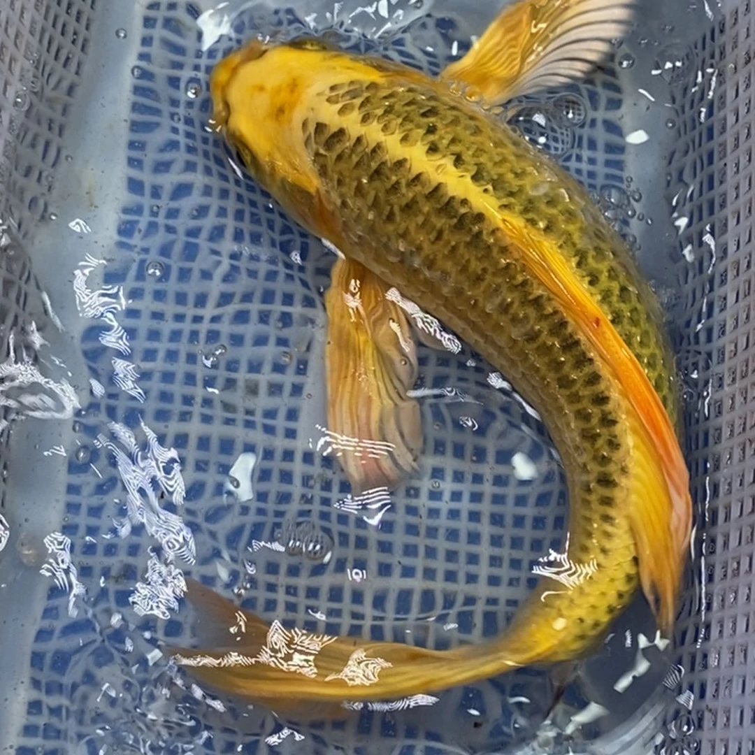 锦鲤冷水锦鲤包邮