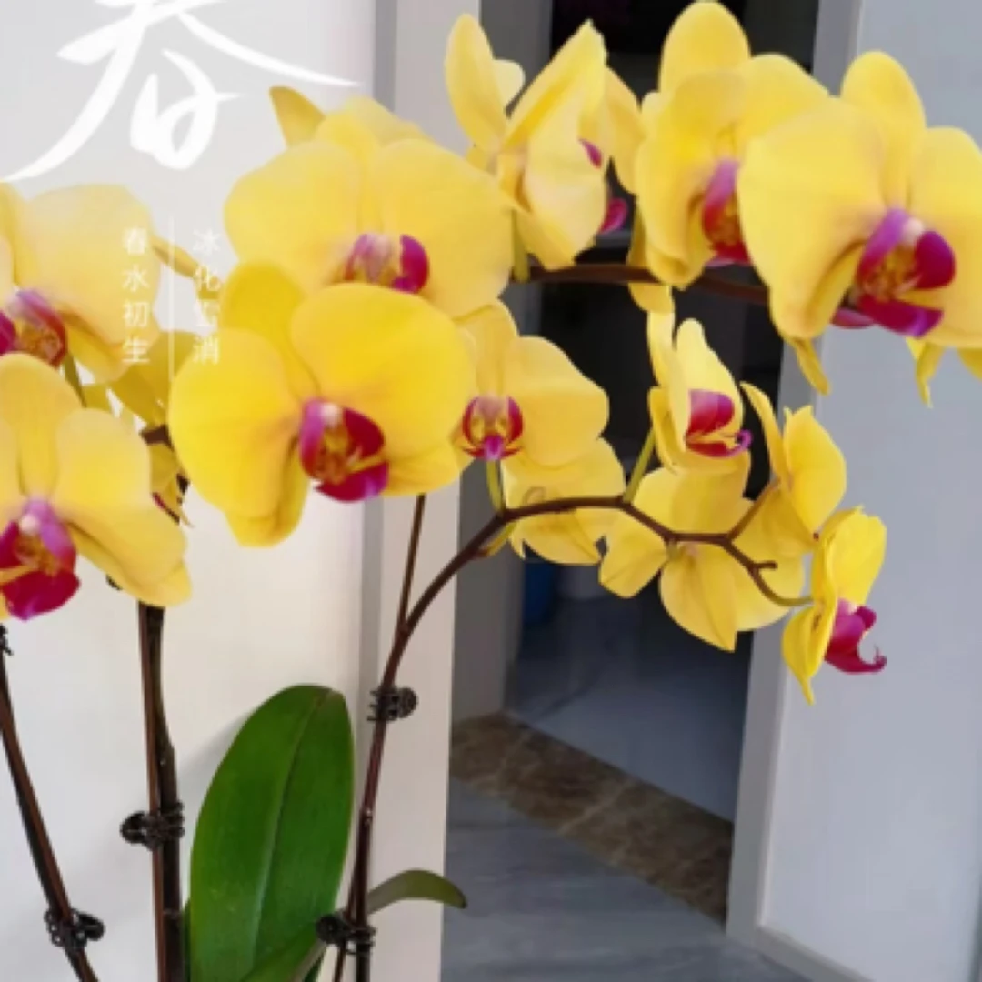 金阳公主——蝴蝶兰 开花发货 室内绿植