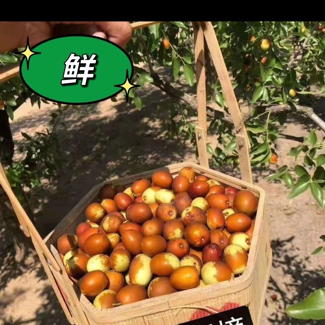 沧州金丝小枣鲜枣生吃脆甜鲜脆枣新鲜红枣鲜枣子新鲜脆甜