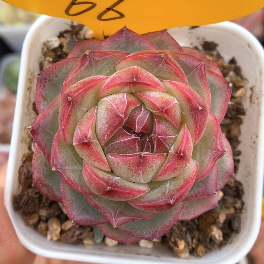 糖心珍妮866号。