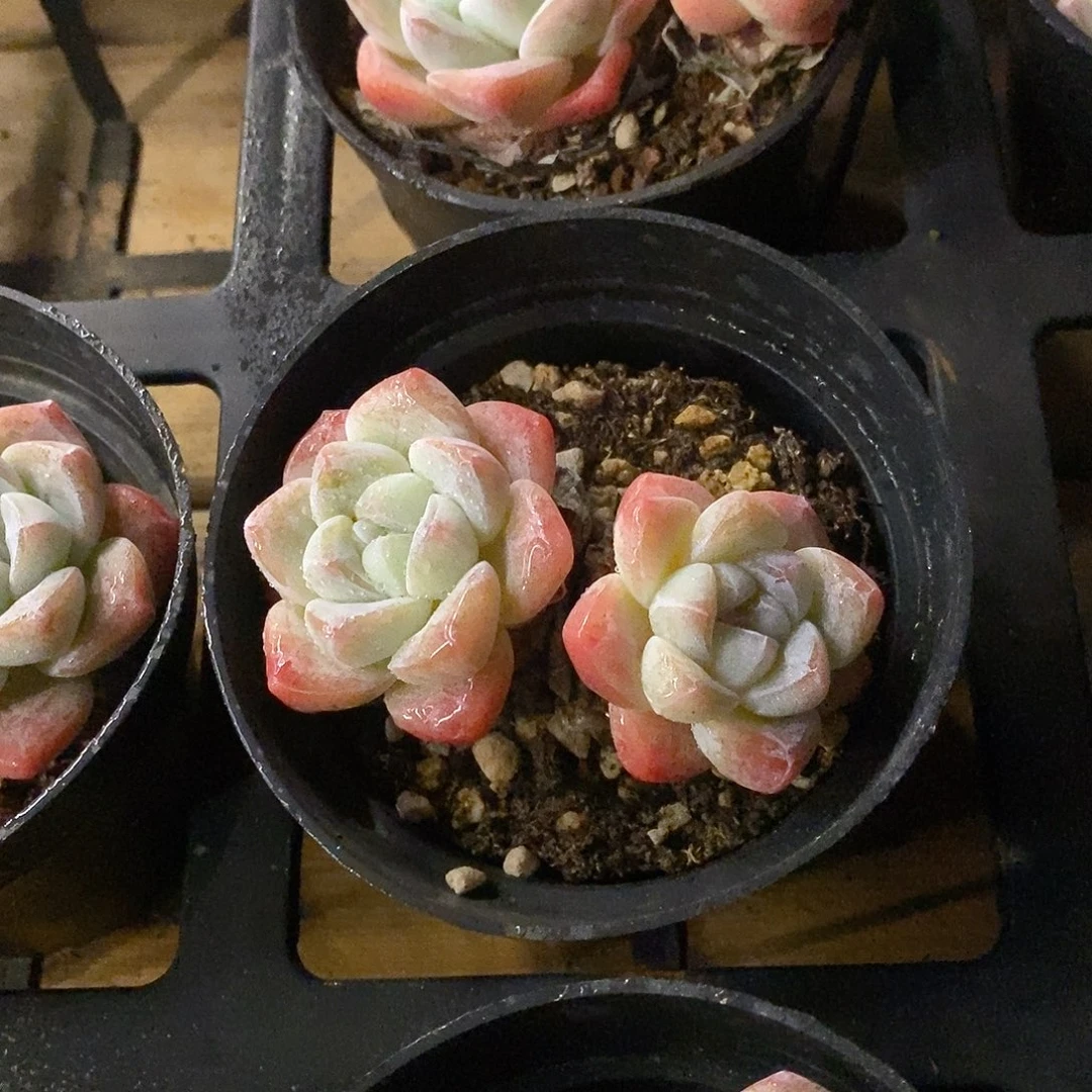 05。双头冰玉。福利多多