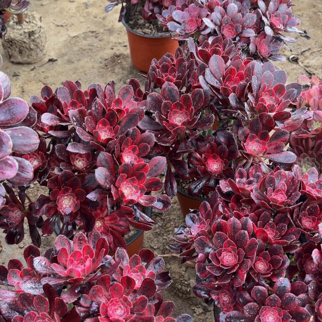 香奈儿掐心9.9多肉植物