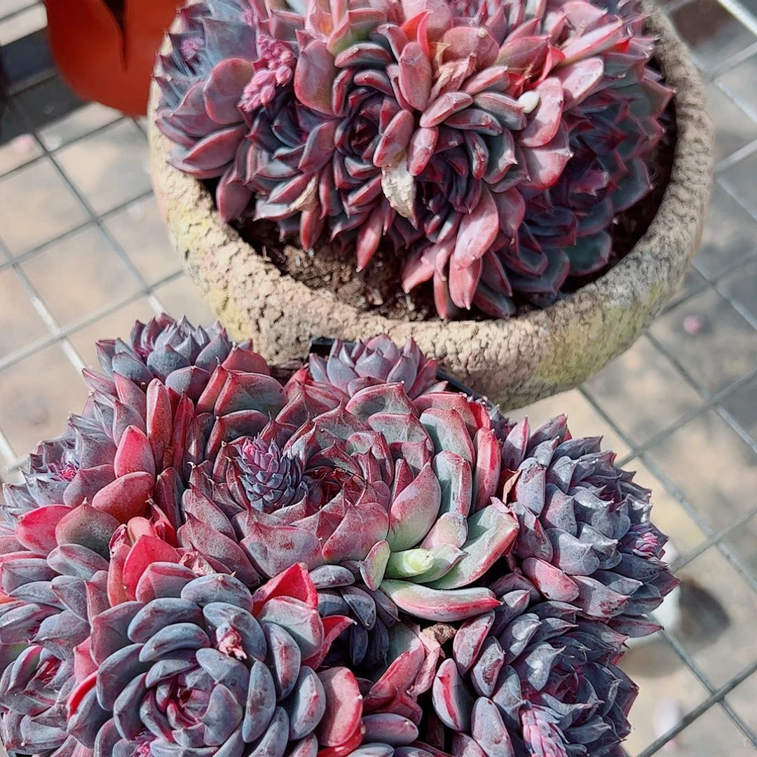 蓝色妖姬多头群生精品特价