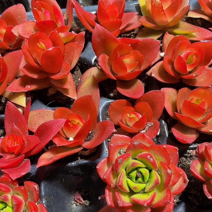 小火鸡1元带土发过