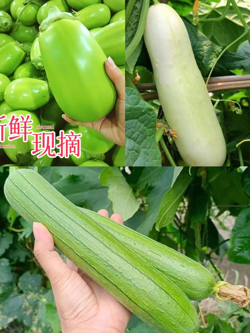湖北露天蔬菜青皮茄子白玉黄瓜奶油丝瓜组合