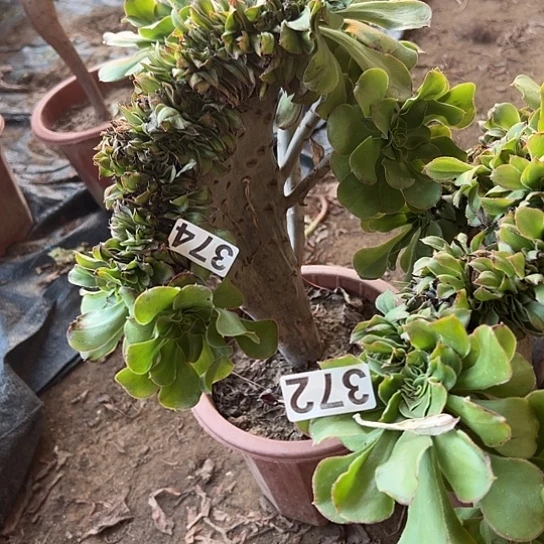 艾***姐多肉植物两个军美莉