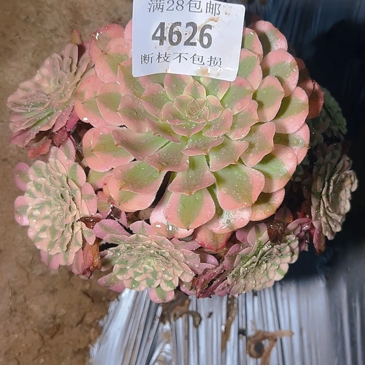 4626红铜白多肉植物