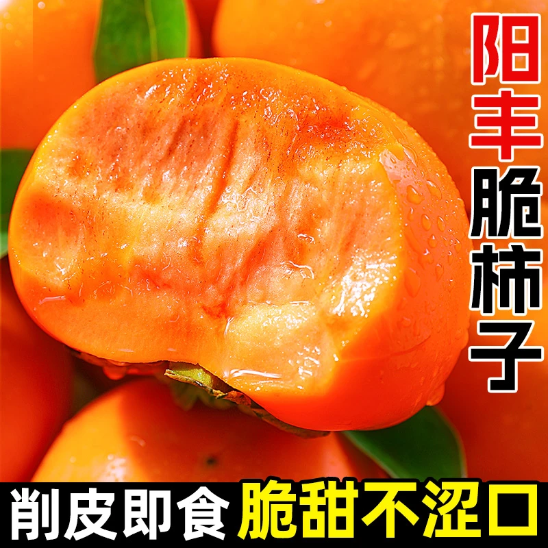 现摘头茬山西脆柿子阳丰脆柿新鲜应季水果巧克力脆柿冰糖心