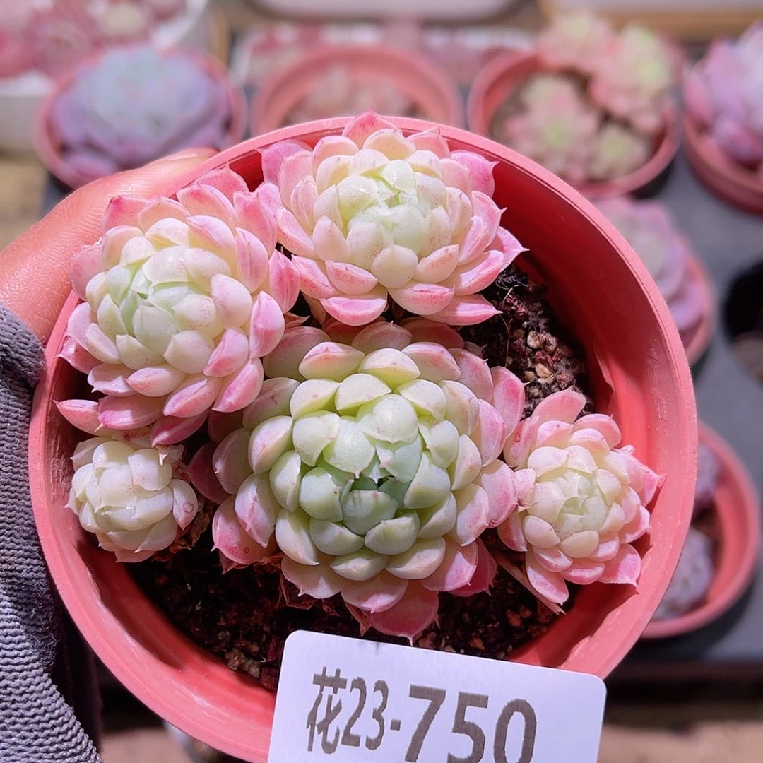 花23-750羊脂球小群