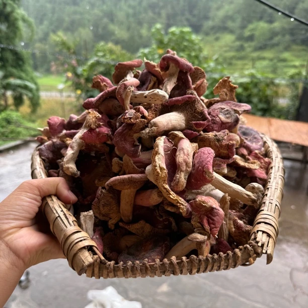 现收 农户  红菇 武夷山小红菇野生月子菇煲汤干货