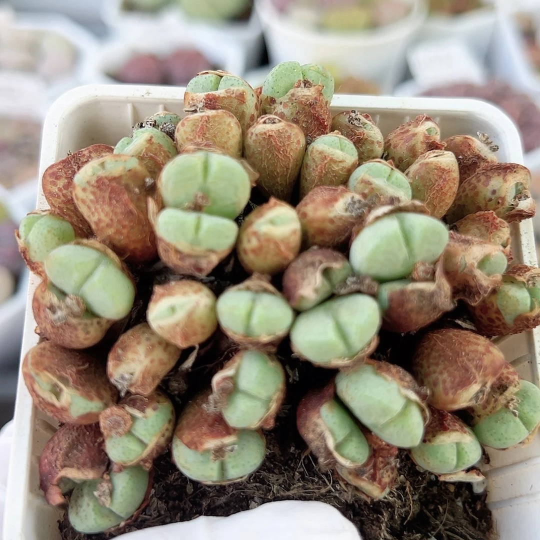 100 0 好养易活生石花大母本