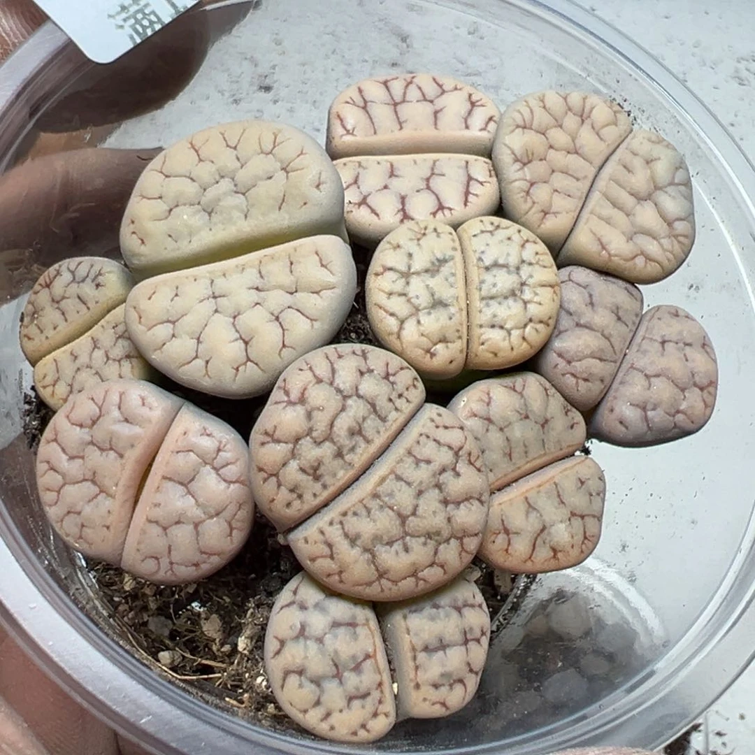 【闪购商品】 973。