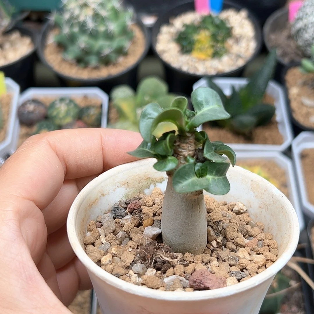 无花朵卡汉羊角沙漠玫瑰