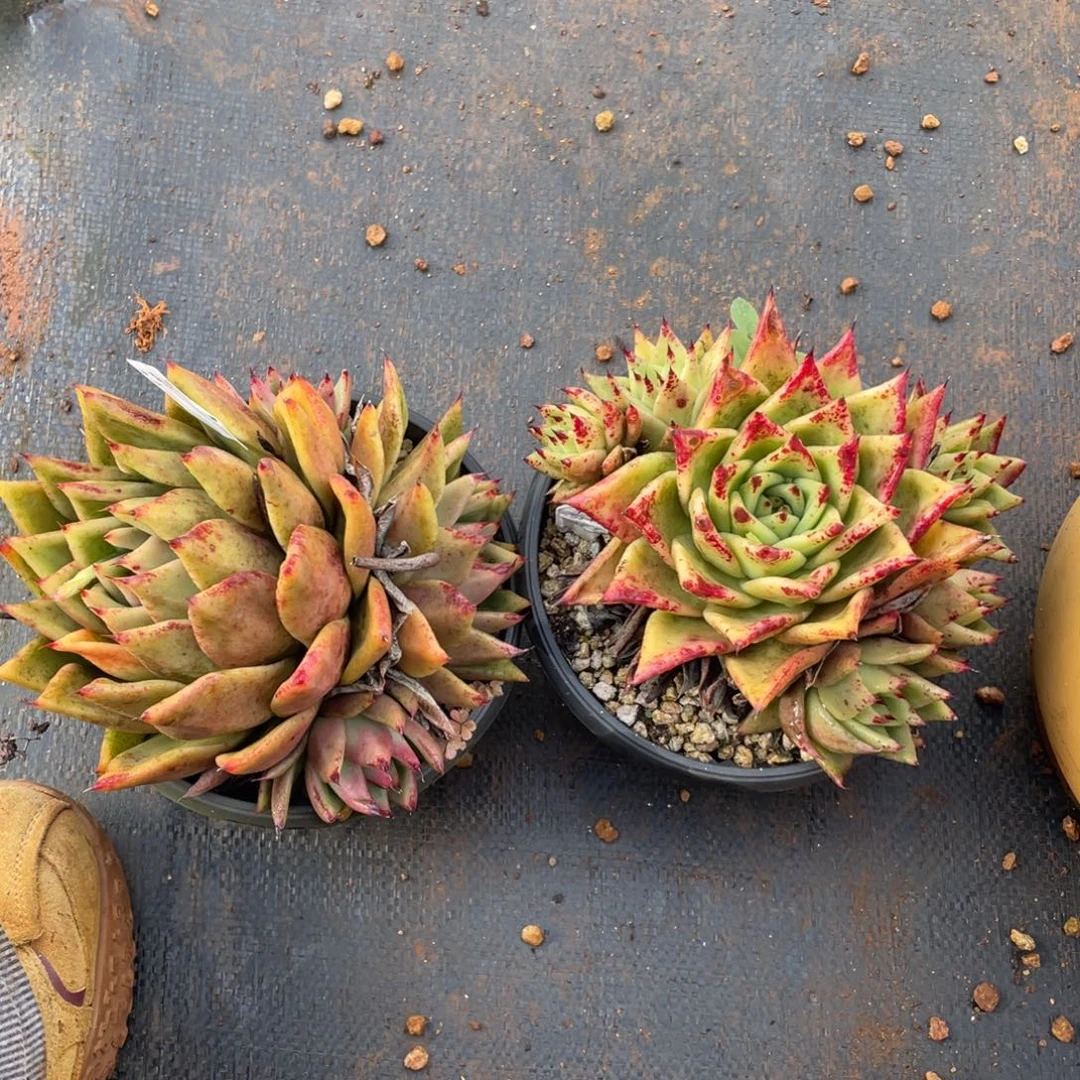 无花朵若如东云组拍D587