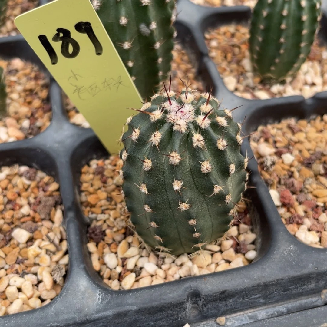 香花明石丸鹿角柱属仙人球187