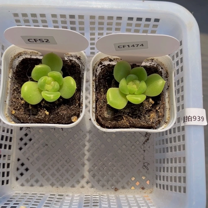 939量拍，多肉植物组合