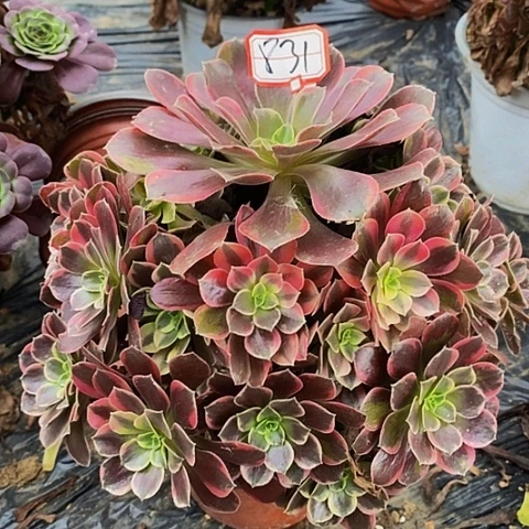 金丝雀老桩捧花831号