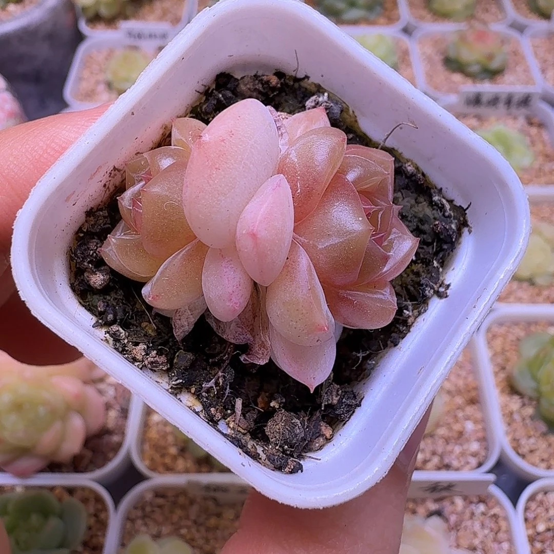 珍妮优选一物一拍