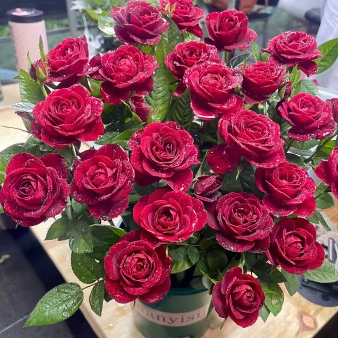 【中国红】1加仑盆多棵扦插月季花花卉绿植盆栽花卉直播四季开放