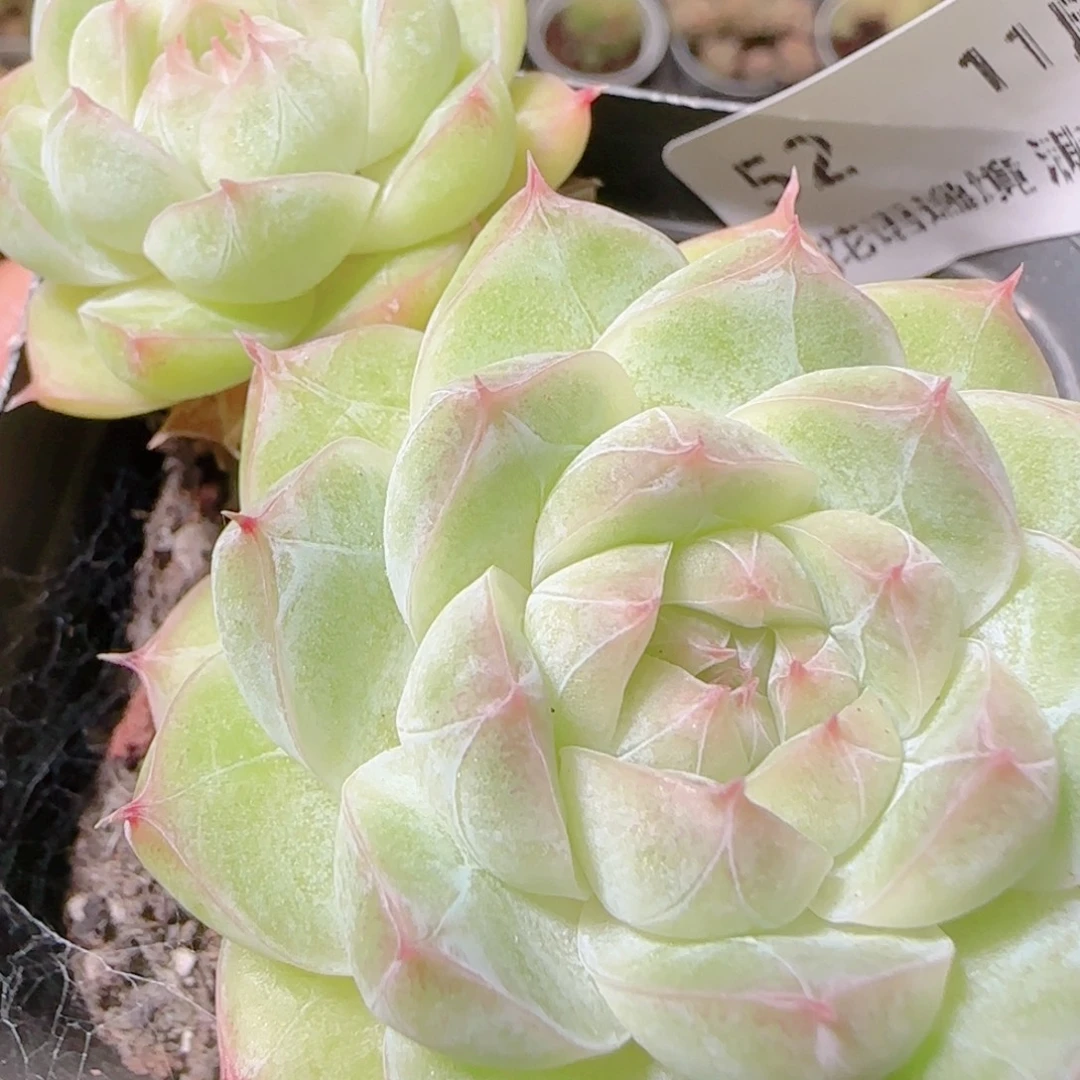 花语逸镜1106-52散