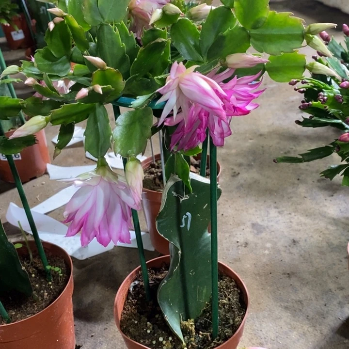 大部分花苞少量开放?****?258嫁接057