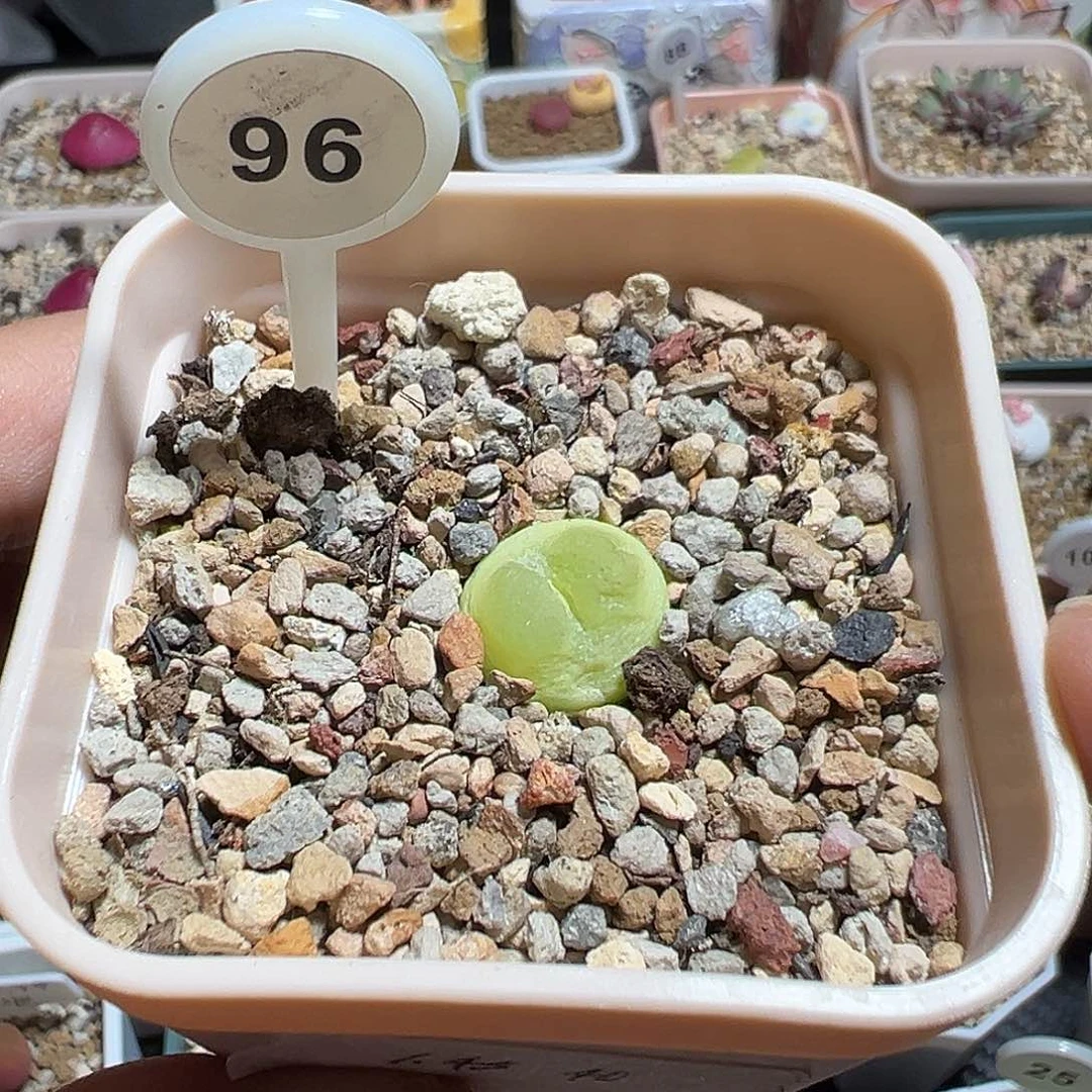 96号拉登尺寸1.45