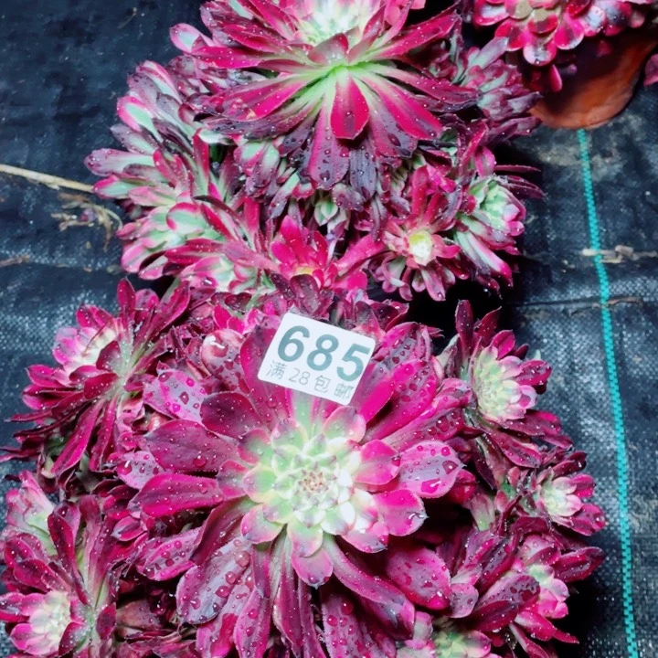 多肉植物组合684/685