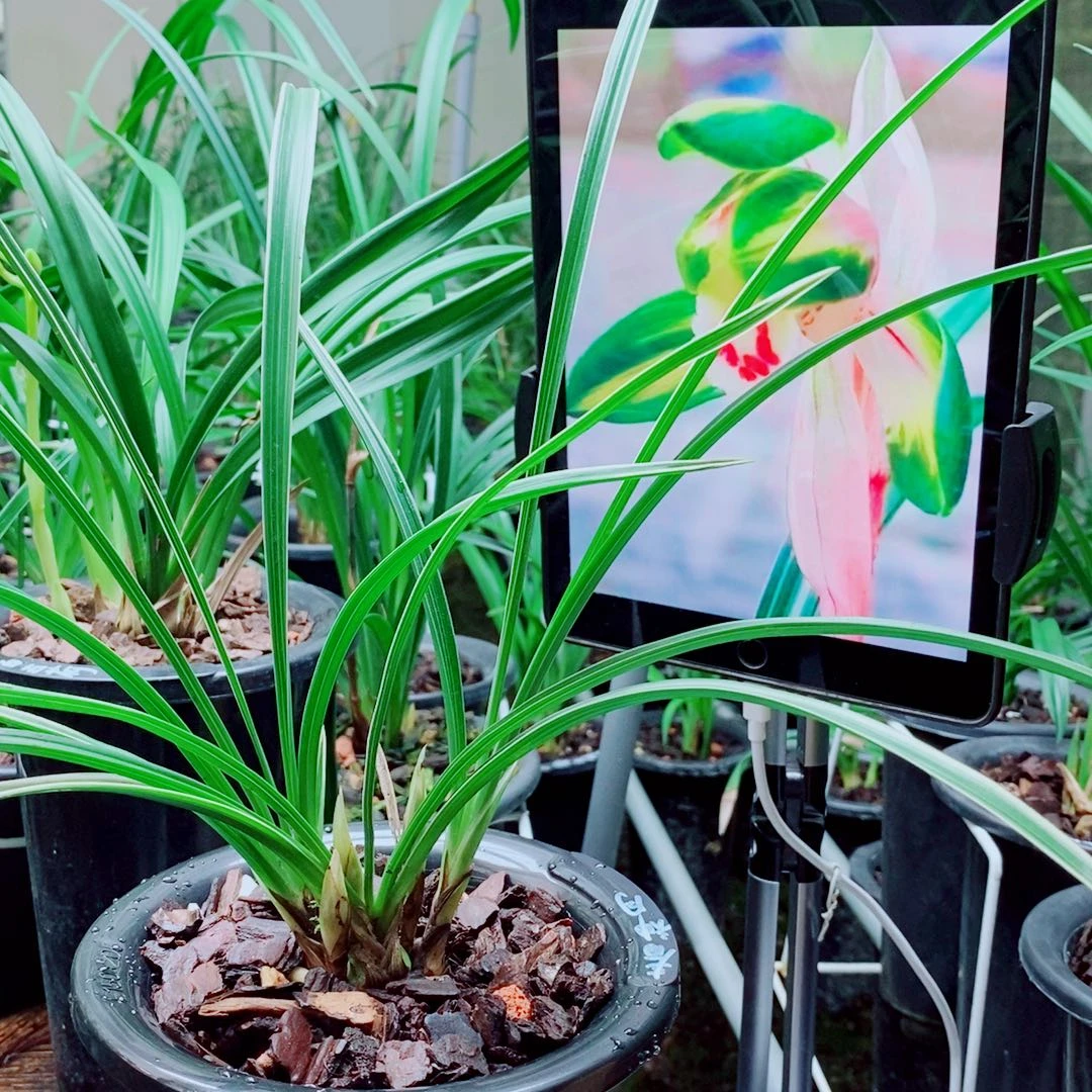 当前无花栽培后可以开花