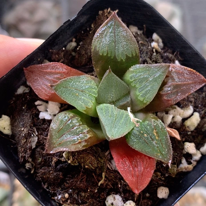 实生寿dainvyouokl