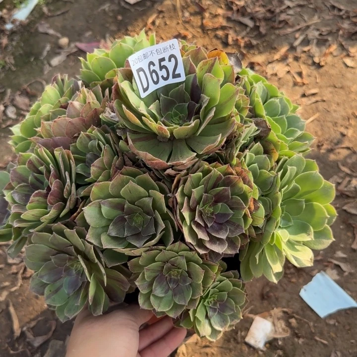 花月夜……多肉植物……
