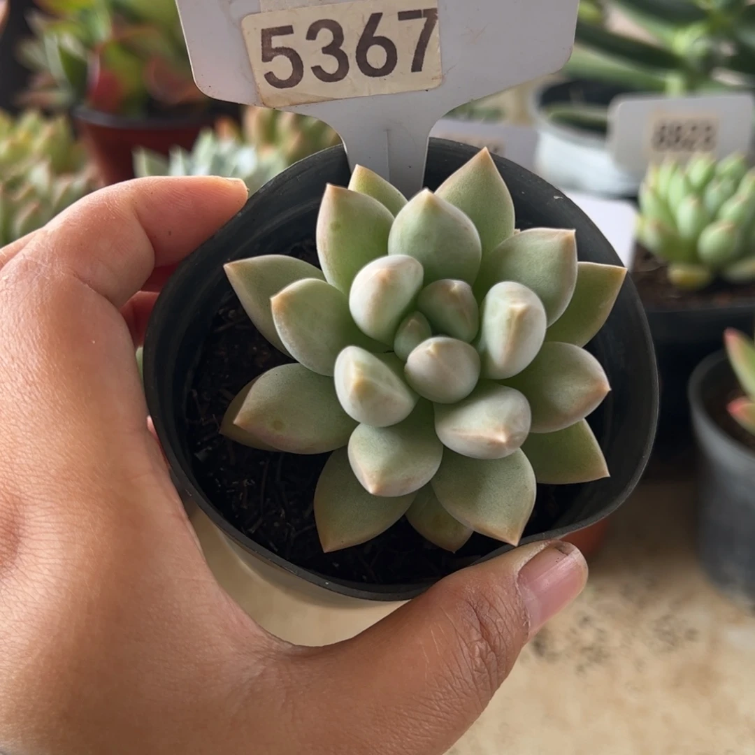 【闪购商品】厚叶草。5367。111-1111111
