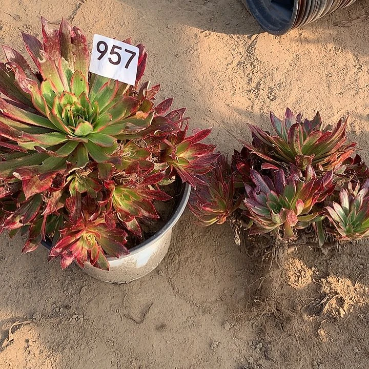 无花朵957两颗孔雀中