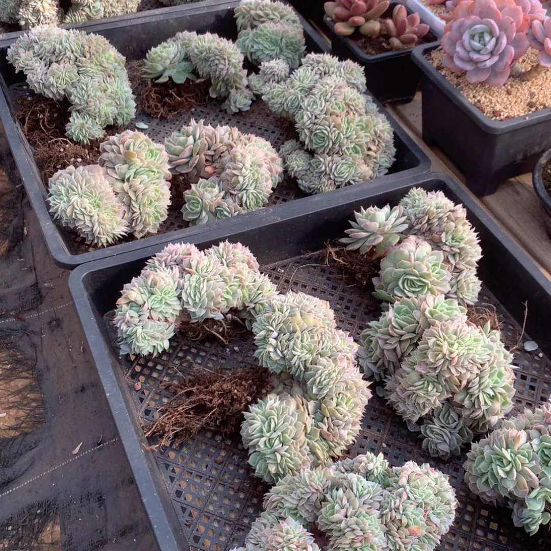 昂斯诺缀化 随机 售后范围：签收起7天内