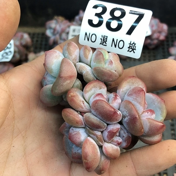 星影石榴籽福利出咯 387